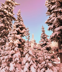 a group of trees covered in snow with a blue sky