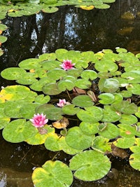 water lilies in a pond with green leaves